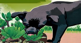 Are Jade Plants Leaves Poisonous To Dog.jpg