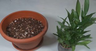 Can You Cut And Replant Lucky Bamboo.jpg