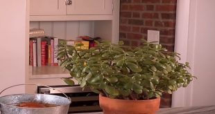 Can You Propagate Jade Plant In Water.jpg