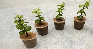 Can You Put Your Jade Plant Outside In The Summer.jpg