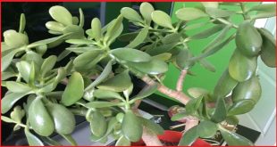 Can You Put Your Jade Plant Outside In The Winter.jpg