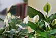 Can You Use Cactus Soil For Peace Lily.jpg