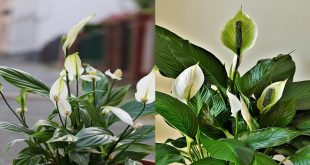 Can You Use Cactus Soil For Peace Lily.jpg