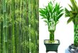 Difference Between Bamboo And Lucky Bamboo.jpg
