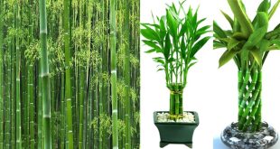 Difference Between Bamboo And Lucky Bamboo.jpg