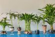 Does Lucky Bamboo Grow Best In Soil Or Water.jpg