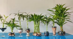 Does Lucky Bamboo Grow Best In Soil Or Water.jpg