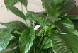 How Do You Know When To Repot A Peace Lily.jpg