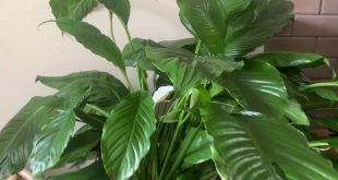 How Do You Know When To Repot A Peace Lily.jpg