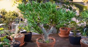 How Do You Make Your Jade Plant Grow Like A Tree.jpg