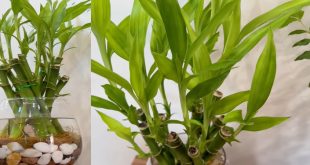 How Do You Trim Your Lucky Bamboo Plant.jpg