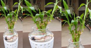 How Much Water Does Lucky Bamboo Need.jpg