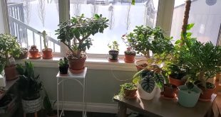 How Often To Water Jade Plant In Winter Season.jpg