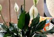How Often To Water Peace Lily In Winter And Summer Season.jpg
