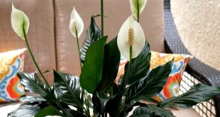 How Often To Water Peace Lily In Winter And Summer Season.jpg