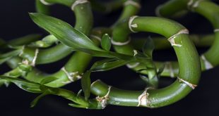 How To Count Stalks Of Lucky Bamboo.jpg