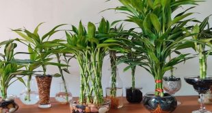 How To Make Lucky Bamboo Grow More Branches.jpg