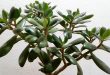 How To Propagate Jade Plant From Stem Cutting.jpg