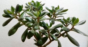 How To Propagate Jade Plant From Stem Cutting.jpg