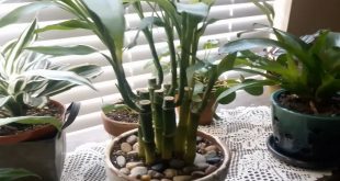 How To Repot A Lucky Bamboo Plant.jpg