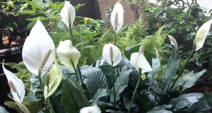 The Best Place To Plant Peace Lily Outside.jpg