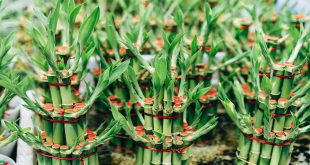 What Are The Benefits Of Lucky Bamboo At Home.jpg