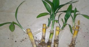 What Happens If Your Lucky Bamboo Dies.jpg