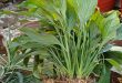 What Is The Best Way To Propagate Peace Lily.jpg