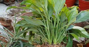 What Is The Best Way To Propagate Peace Lily.jpg