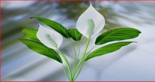 Why Are The Leaves On Your Peace Lily Turning Black.jpg