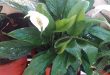 Why Are Your Peace Lilies Growing Leaves But No Flowers.jpg