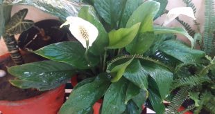 Why Are Your Peace Lilies Growing Leaves But No Flowers.jpg