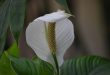 Why Are Your Peace Lily Flowers Green Instead Of White.jpg