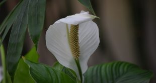 Why Are Your Peace Lily Flowers Green Instead Of White.jpg
