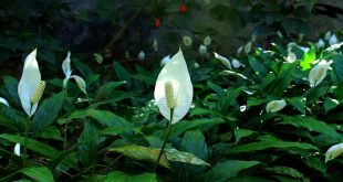 Why Are Your Peace Lily Leaves Curling And Drooping.jpg