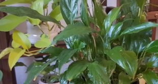Why Are Your Peace Lily Leaves Turning Brown.jpg