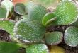 Why Does Your Jade Plant Have White Spots.jpg