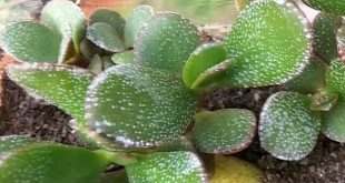 Why Does Your Jade Plant Have White Spots.jpg