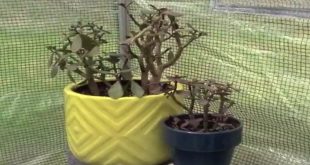 Why Is Your Jade Plant Turning Purple.jpg