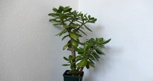 Why Is Your Jade Plant Turning Red.jpg