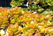 Why Is Your Jade Plant Turning Yellow.jpg