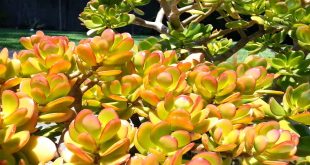 Why Is Your Jade Plant Turning Yellow.jpg