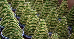 Why Is Your Lucky Bamboo Stalk Turning Yellow.jpg